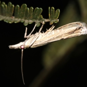 Faveria tritalis at Ainslie, ACT - 10 Mar 2019