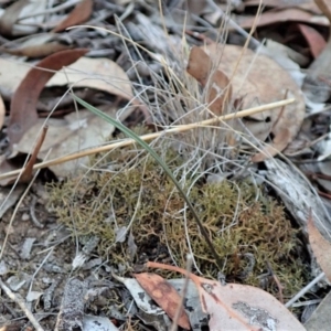 Caleana minor at Aranda, ACT - suppressed