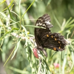 Papilio aegeus (Orchard Swallowtail, Large Citrus Butterfly) at Acton, ACT - 28 Mar 2019 by Roger