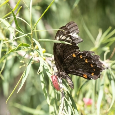 Papilio aegeus (Orchard Swallowtail, Large Citrus Butterfly) at Acton, ACT - 28 Mar 2019 by Roger