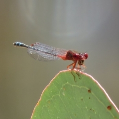 Xanthagrion erythroneurum (Red & Blue Damsel) at Symonston, ACT - 26 Mar 2019 by KumikoCallaway