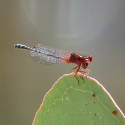 Xanthagrion erythroneurum (Red & Blue Damsel) at Symonston, ACT - 26 Mar 2019 by KumikoCallaway