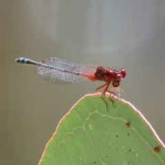 Xanthagrion erythroneurum at Symonston, ACT - 26 Mar 2019