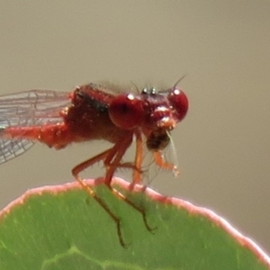 Xanthagrion erythroneurum at Symonston, ACT - 26 Mar 2019