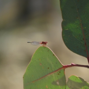 Xanthagrion erythroneurum at Symonston, ACT - 26 Mar 2019