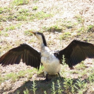 Microcarbo melanoleucos at Symonston, ACT - 26 Mar 2019 12:15 PM