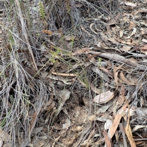 Corunastylis clivicola at Cook, ACT - 24 Mar 2019