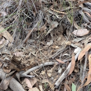 Corunastylis clivicola at Cook, ACT - 24 Mar 2019