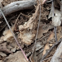 Corunastylis clivicola at Cook, ACT - 24 Mar 2019