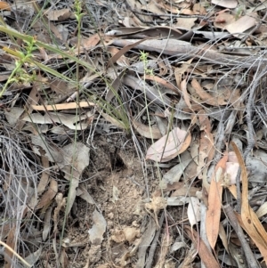 Corunastylis clivicola at Cook, ACT - 24 Mar 2019