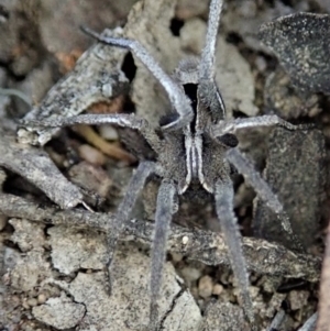 Argoctenus sp. (genus) at Dunlop, ACT - 26 Mar 2019 06:58 PM