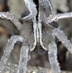 Argoctenus sp. (genus) at Dunlop, ACT - 26 Mar 2019 06:58 PM