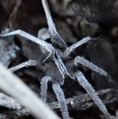 Argoctenus sp. (genus) at Dunlop, ACT - 26 Mar 2019 06:58 PM