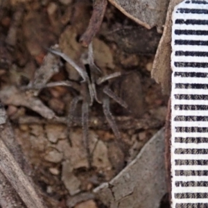 Argoctenus sp. (genus) at Dunlop, ACT - 26 Mar 2019 06:58 PM