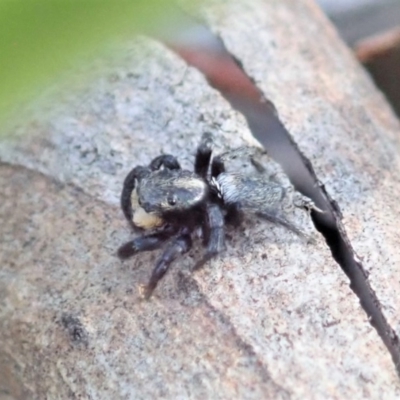 Salticidae sp. 'Golden palps' (Unidentified jumping spider) at Dunlop, ACT - 27 Mar 2019 by CathB