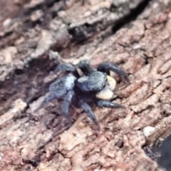 Salticidae sp. 'Golden palps' at Dunlop, ACT - 27 Mar 2019