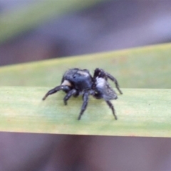 Salticidae sp. 'Golden palps' at Dunlop, ACT - 27 Mar 2019