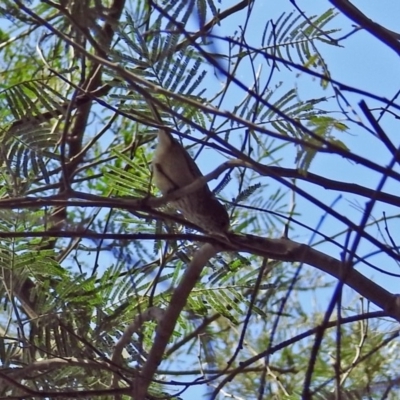 Acanthiza pusilla (Brown Thornbill) at Paddys River, ACT - 27 Mar 2019 by RodDeb