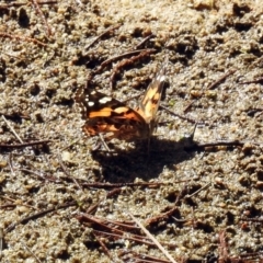 Vanessa kershawi (Australian Painted Lady) at Paddys River, ACT - 27 Mar 2019 by RodDeb