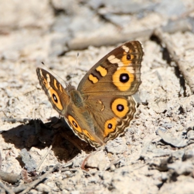 Junonia villida (Meadow Argus) at Paddys River, ACT - 27 Mar 2019 by RodDeb