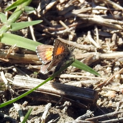 Lucia limbaria (Chequered Copper) at Paddys River, ACT - 27 Mar 2019 by RodDeb