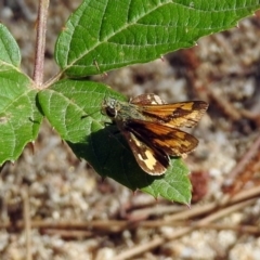 Ocybadistes walkeri (Green Grass-dart) at Paddys River, ACT - 27 Mar 2019 by RodDeb