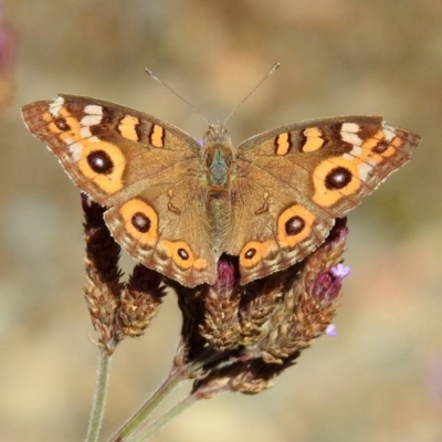 Junonia villida (Meadow Argus) at Paddys River, ACT - 27 Mar 2019 by RodDeb