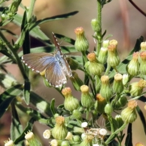 Theclinesthes serpentata at Paddys River, ACT - 27 Mar 2019