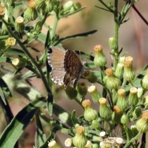 Theclinesthes serpentata at Paddys River, ACT - 27 Mar 2019