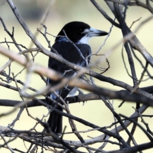 Cracticus torquatus at Paddys River, ACT - 27 Mar 2019