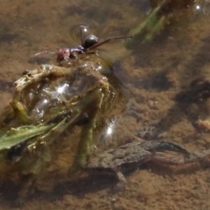 Crinia sp. (genus) at Majura, ACT - 12 Mar 2019 03:43 PM