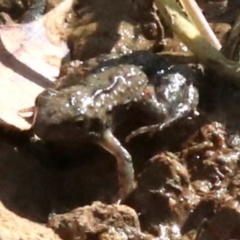 Crinia sp. (genus) at Majura, ACT - 12 Mar 2019 03:43 PM