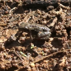 Crinia sp. (genus) at Majura, ACT - 12 Mar 2019 03:43 PM