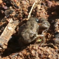 Crinia sp. (genus) at Majura, ACT - 12 Mar 2019 03:43 PM