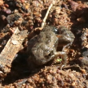 Crinia sp. (genus) at Majura, ACT - 12 Mar 2019 03:43 PM