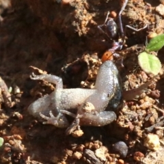 Crinia sp. (genus) at Majura, ACT - 12 Mar 2019 03:43 PM