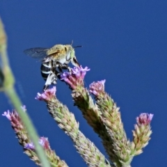 Amegilla (Zonamegilla) asserta (Blue Banded Bee) at Paddys River, ACT - 27 Mar 2019 by RodDeb