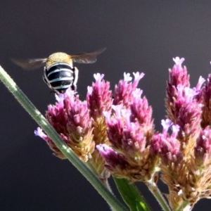 Amegilla (Zonamegilla) asserta at Paddys River, ACT - 27 Mar 2019