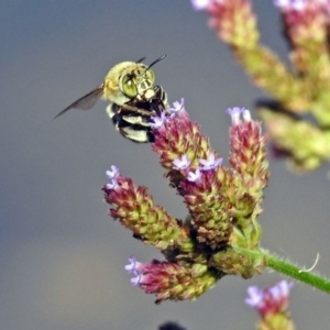 Amegilla (Zonamegilla) asserta at Paddys River, ACT - 27 Mar 2019