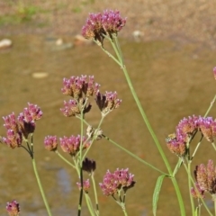 Amegilla (Zonamegilla) asserta at Paddys River, ACT - 27 Mar 2019