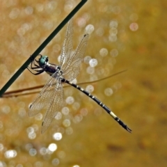 Parasynthemis regina at Paddys River, ACT - 27 Mar 2019