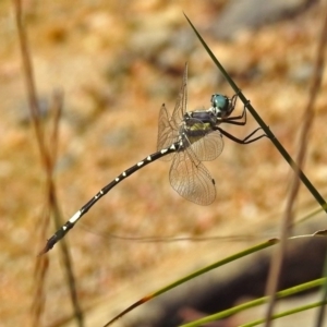 Parasynthemis regina at Paddys River, ACT - 27 Mar 2019