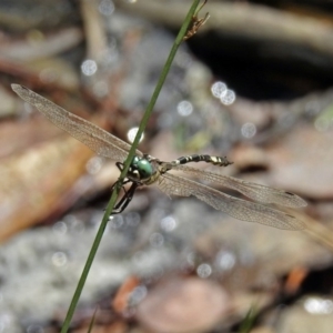 Parasynthemis regina at Paddys River, ACT - 27 Mar 2019