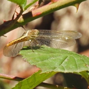 Diplacodes haematodes at Paddys River, ACT - 27 Mar 2019 12:42 PM