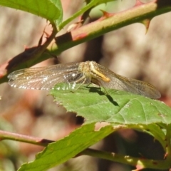 Diplacodes haematodes at Paddys River, ACT - 27 Mar 2019 12:42 PM