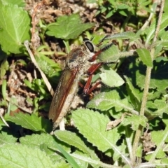 Colepia ingloria at Paddys River, ACT - 27 Mar 2019