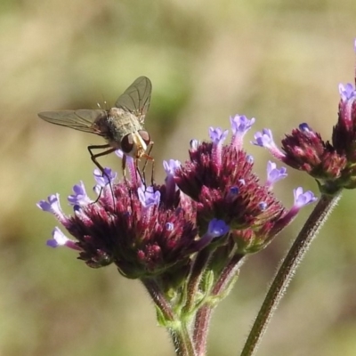 Prosena sp. (genus) (A bristle fly) at Paddys River, ACT - 27 Mar 2019 by RodDeb