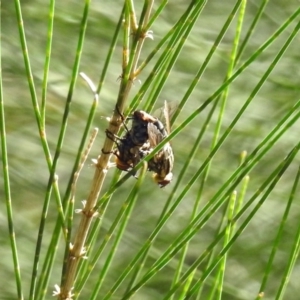 Sarcophagidae sp. (family) at Paddys River, ACT - 27 Mar 2019