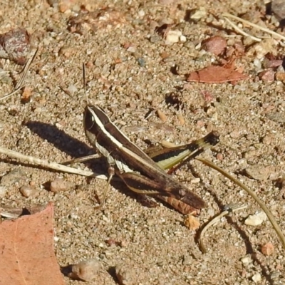 Macrotona australis (Common Macrotona Grasshopper) at Paddys River, ACT - 27 Mar 2019 by RodDeb