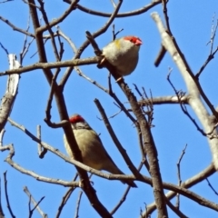 Neochmia temporalis (Red-browed Finch) at Paddys River, ACT - 27 Mar 2019 by RodDeb